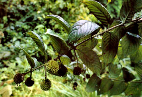 Gouteng
